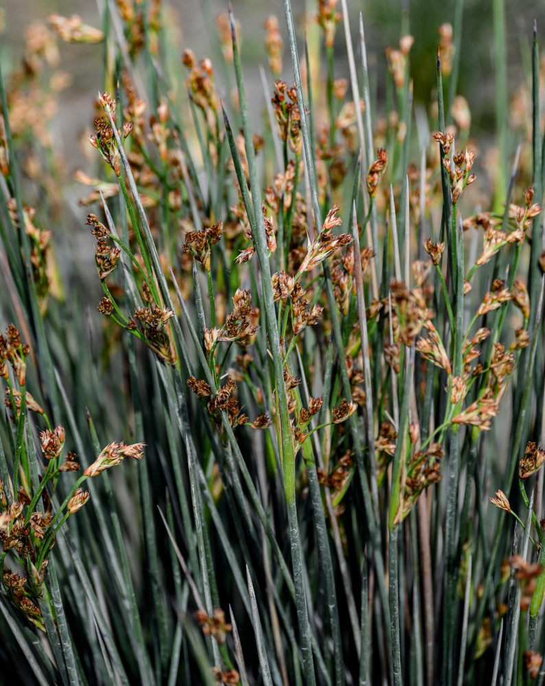 Image of Juncus acutus specimen.