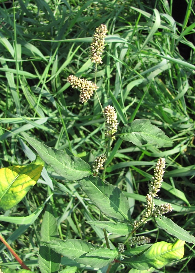 Image of Persicaria scabra specimen.