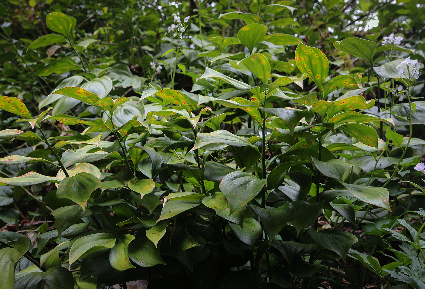 Image of Ruscus colchicus specimen.