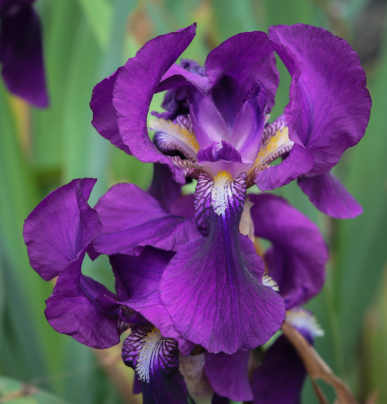 Image of Iris germanica specimen.