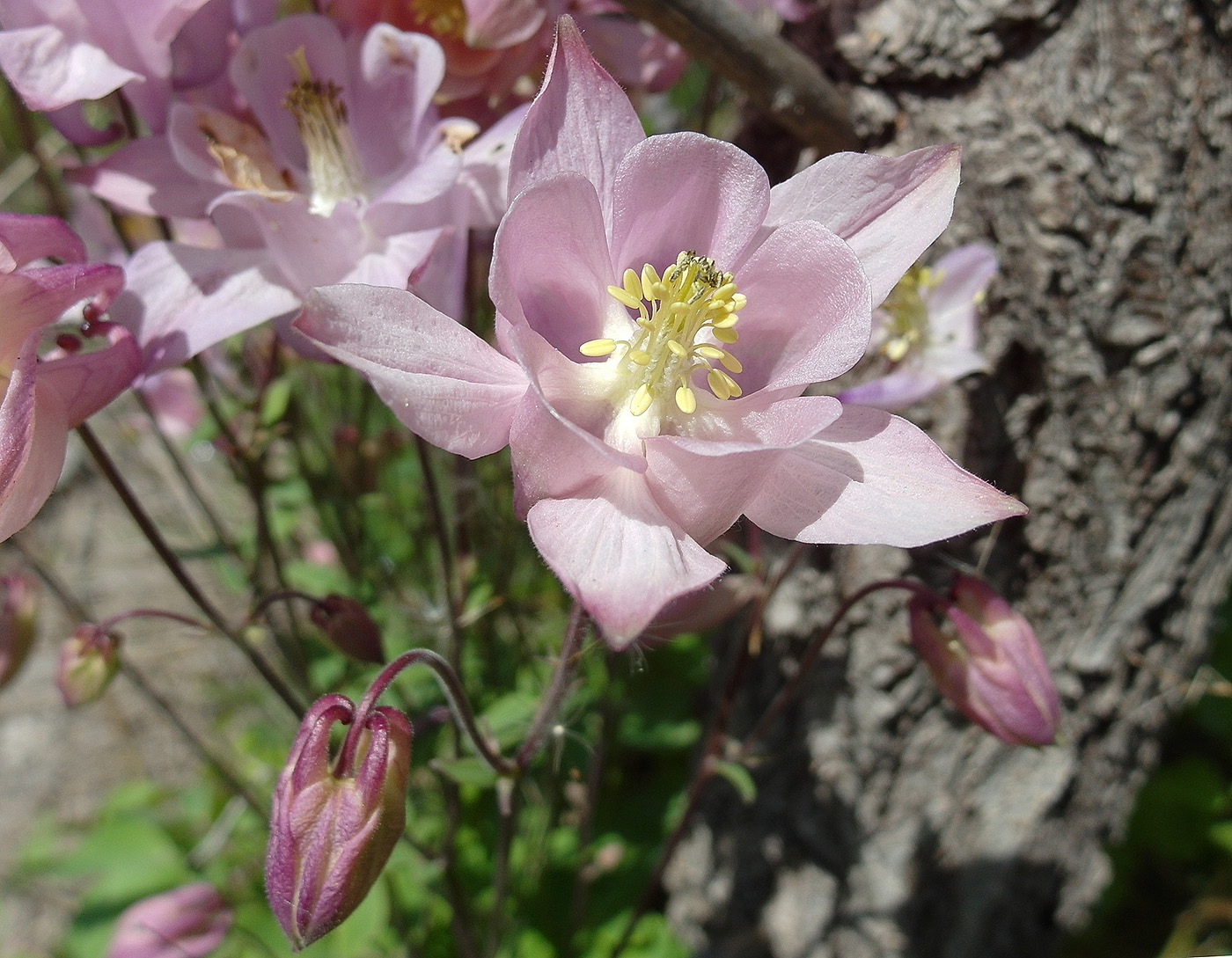 Изображение особи Aquilegia vulgaris.