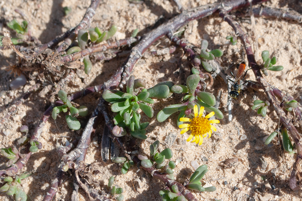 Изображение особи Limbarda crithmoides.