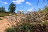 Gypsophila fastigiata