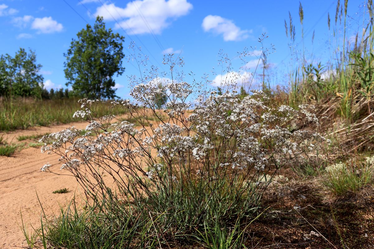 Image of Gypsophila fastigiata specimen.