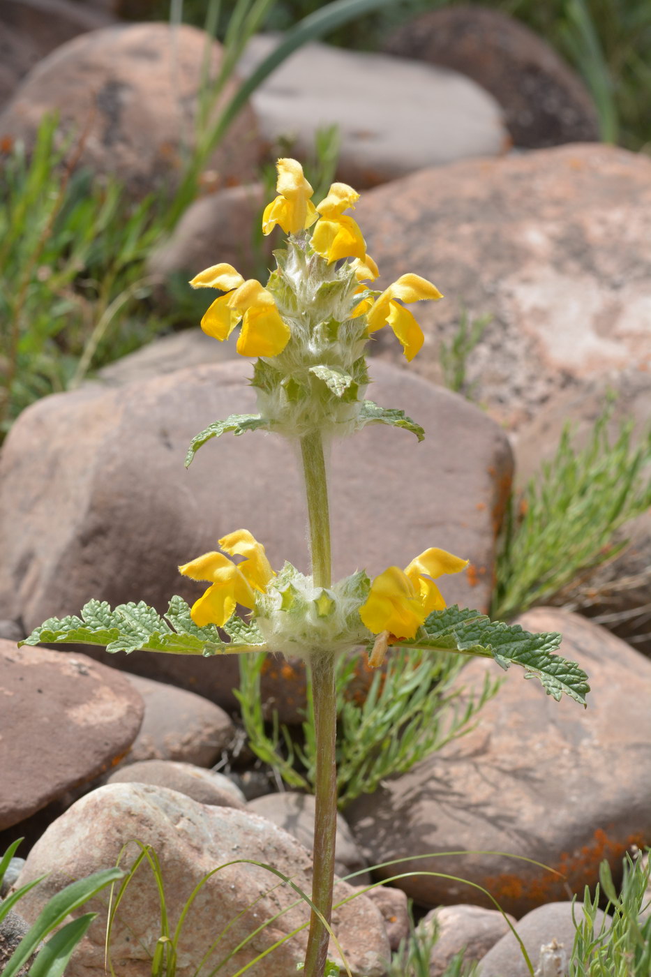 Изображение особи Phlomoides speciosa.