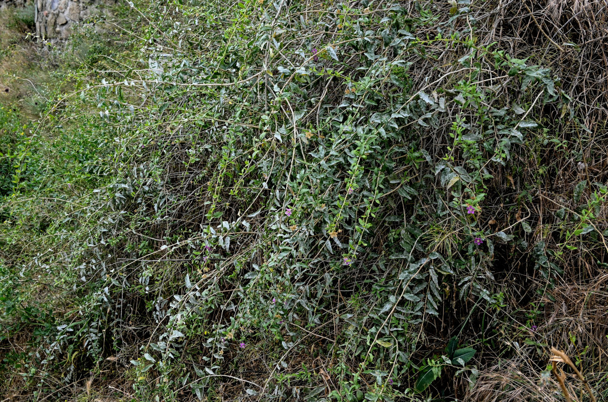 Изображение особи Lycium barbarum.