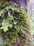 Lobaria pulmonaria