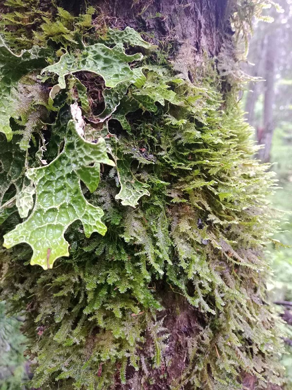 Изображение особи Lobaria pulmonaria.