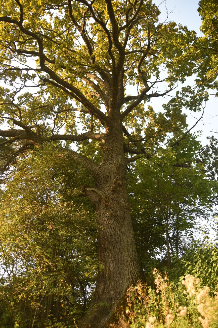 Image of Quercus robur specimen.