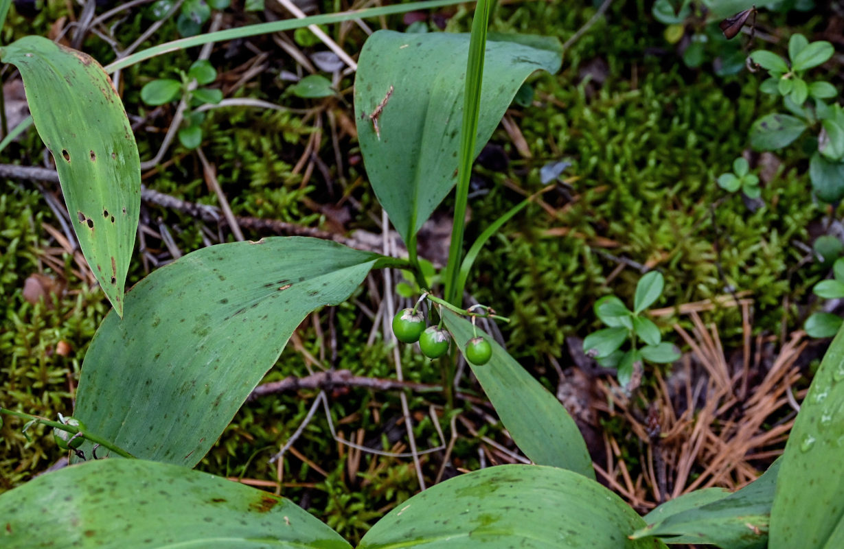 Изображение особи Convallaria majalis.