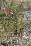 Cosmos bipinnatus