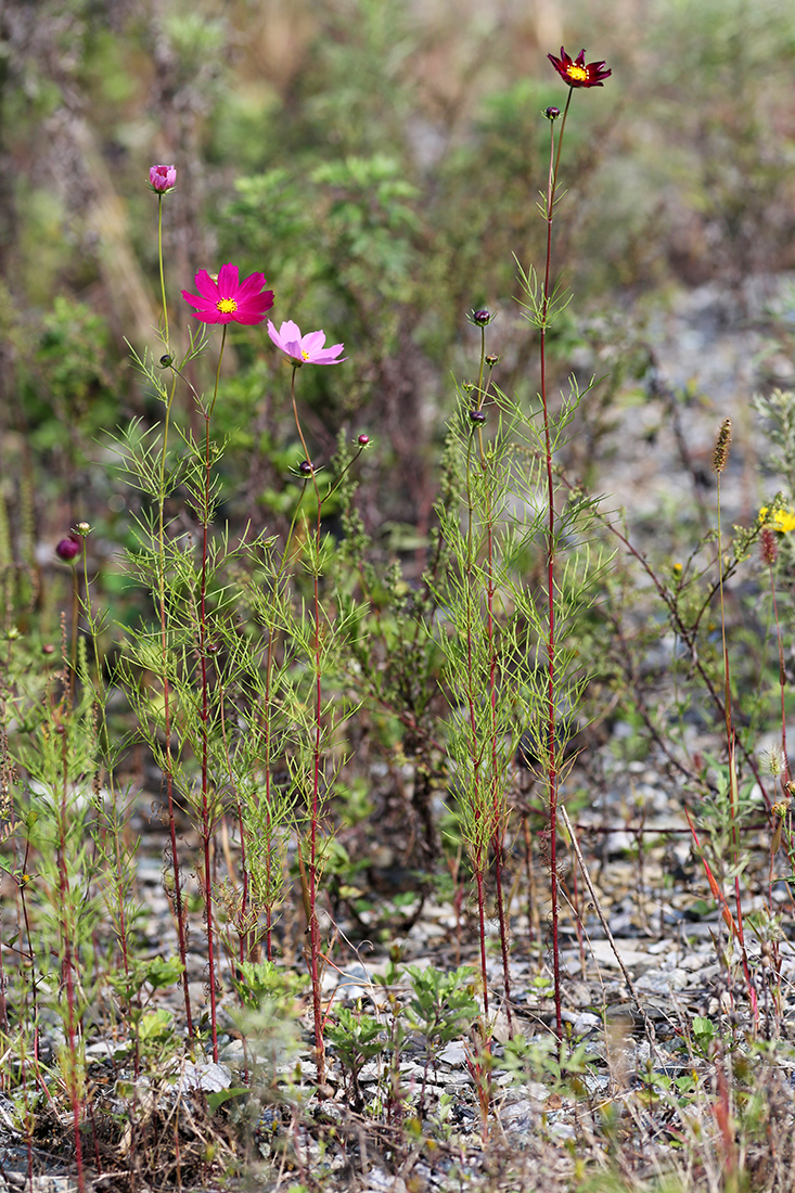 Изображение особи Cosmos bipinnatus.