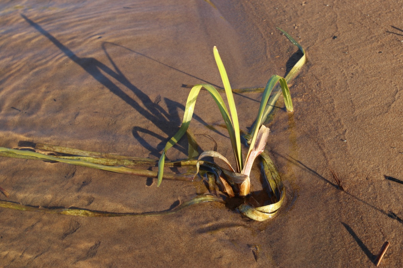 Image of Sagittaria sagittifolia specimen.