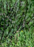 Artemisia campestris