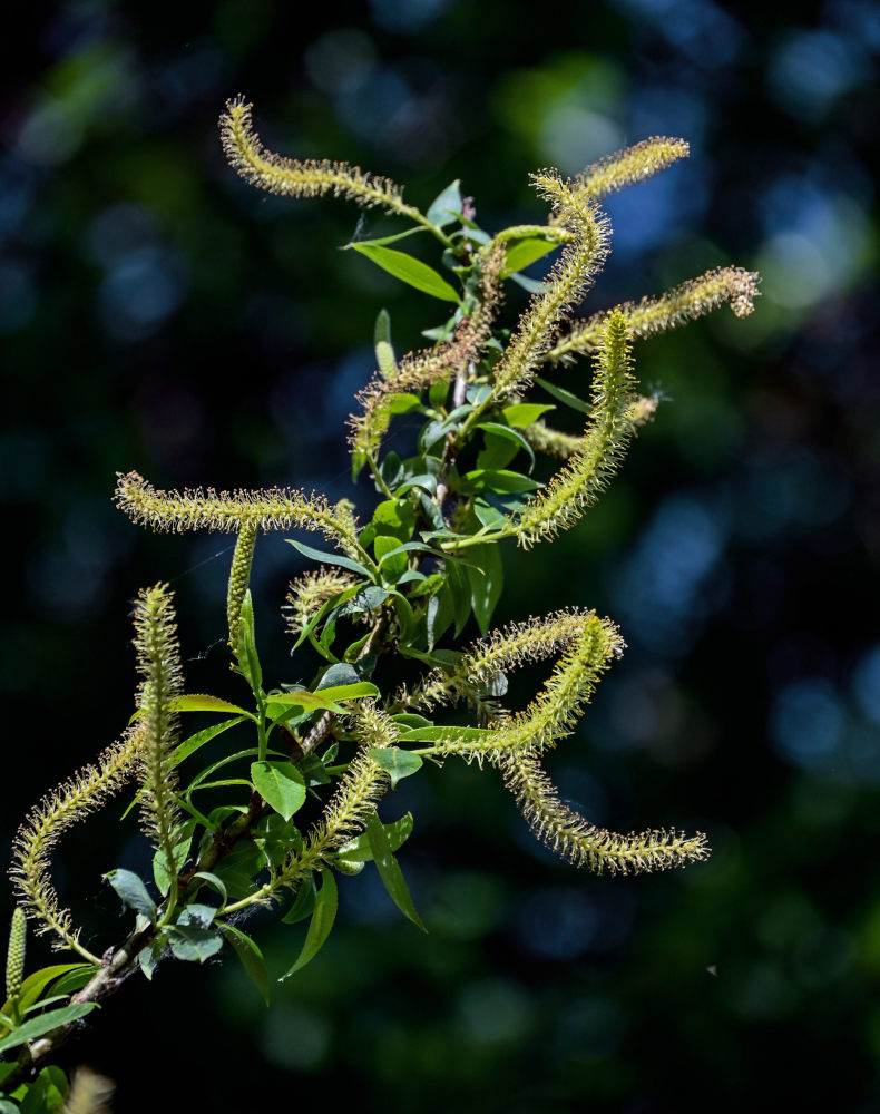 Image of Salix triandra specimen.