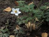 Anemone sylvestris. Цветущее вторичным цветением растение. Ульяновск, Заволжский р-н, придомовой цветник. 30.08.2024.