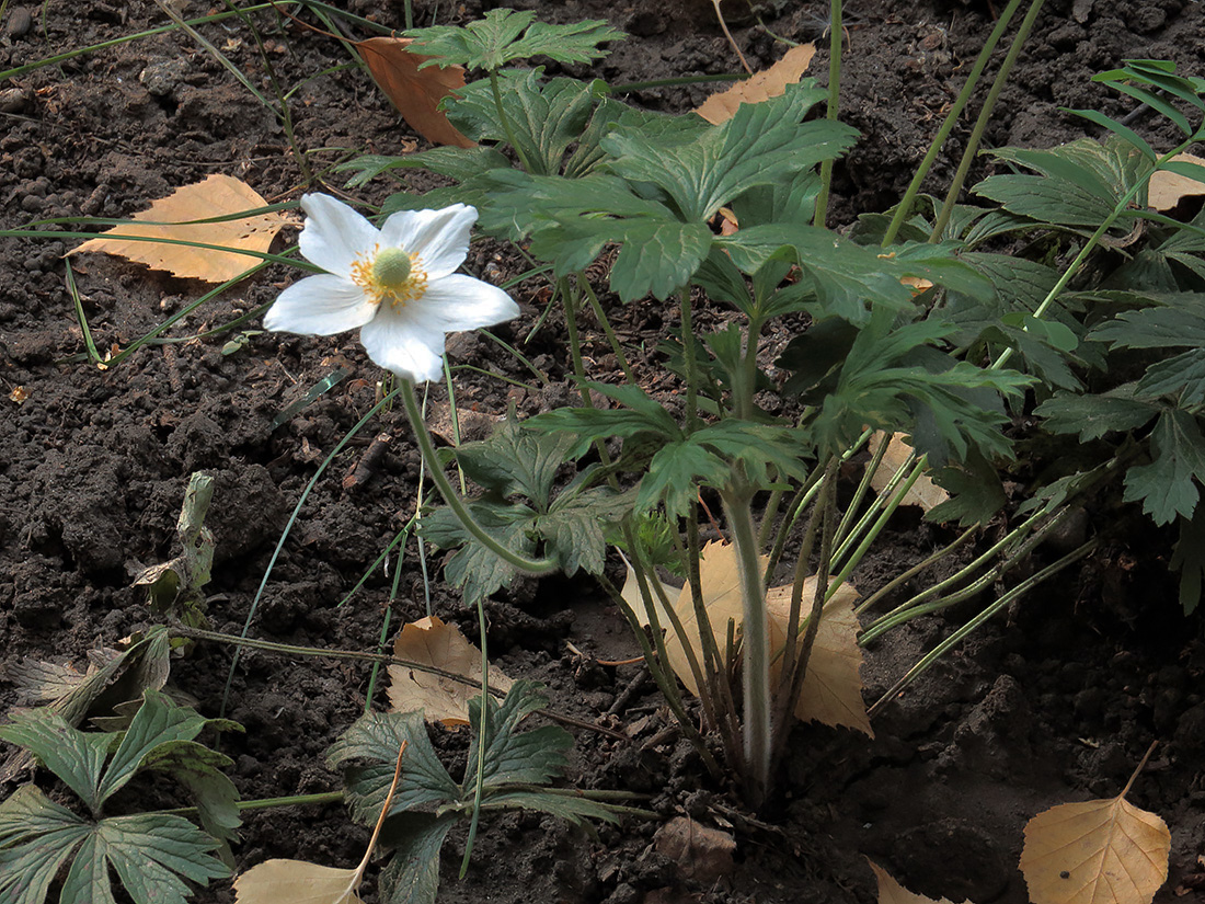 Image of Anemone sylvestris specimen.