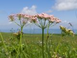 Pimpinella rhodantha