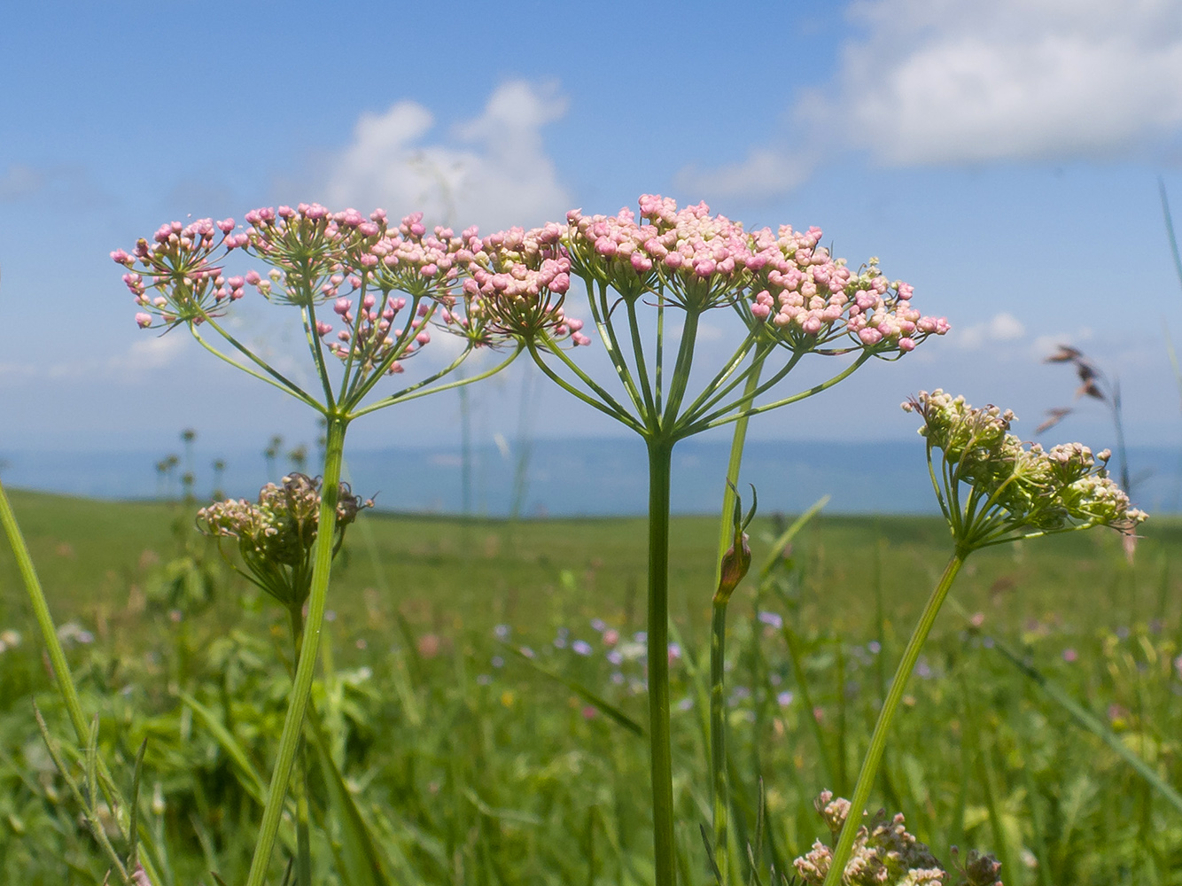 Изображение особи Pimpinella rhodantha.