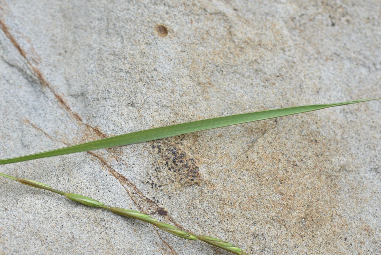 Image of familia Poaceae specimen.