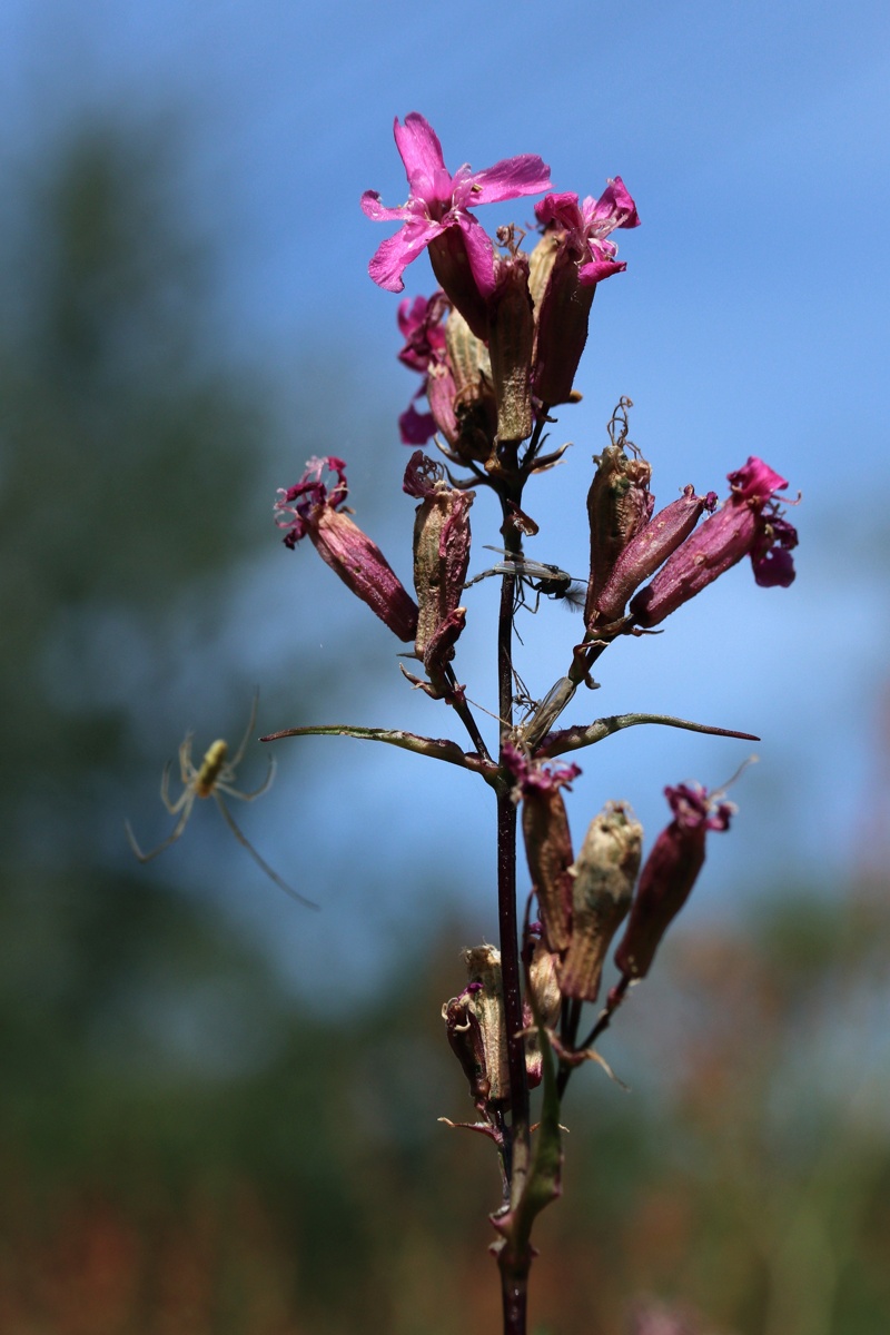 Изображение особи Viscaria vulgaris.