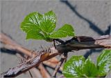 Hydrangea petiolaris