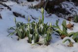 Galanthus plicatus. Зацветающие растения. Крым, Севастополь, окр. Балаклавы, смешанный лиственный лес. 09.02.2025.