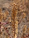 Lepidium perfoliatum. Соплодие. Крым, Южный Берег, городской округ Алушта, окр. с. Нижняя Кутузовка, возле грунтовой дороги. 02.06.2024.