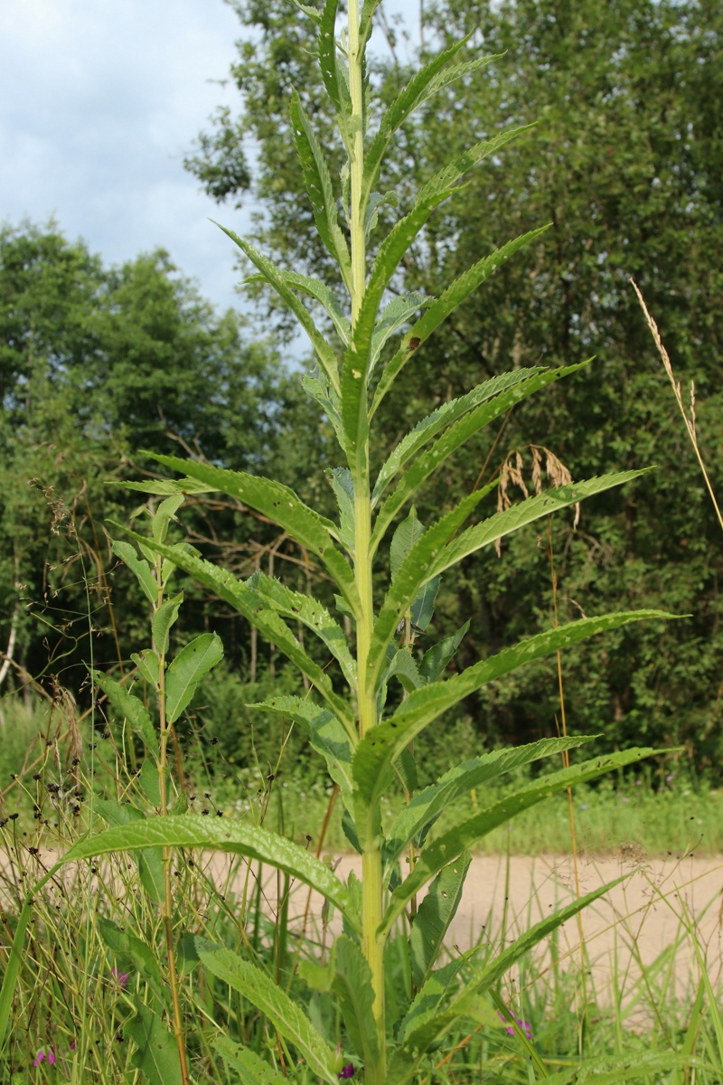 Изображение особи Senecio paludosus.