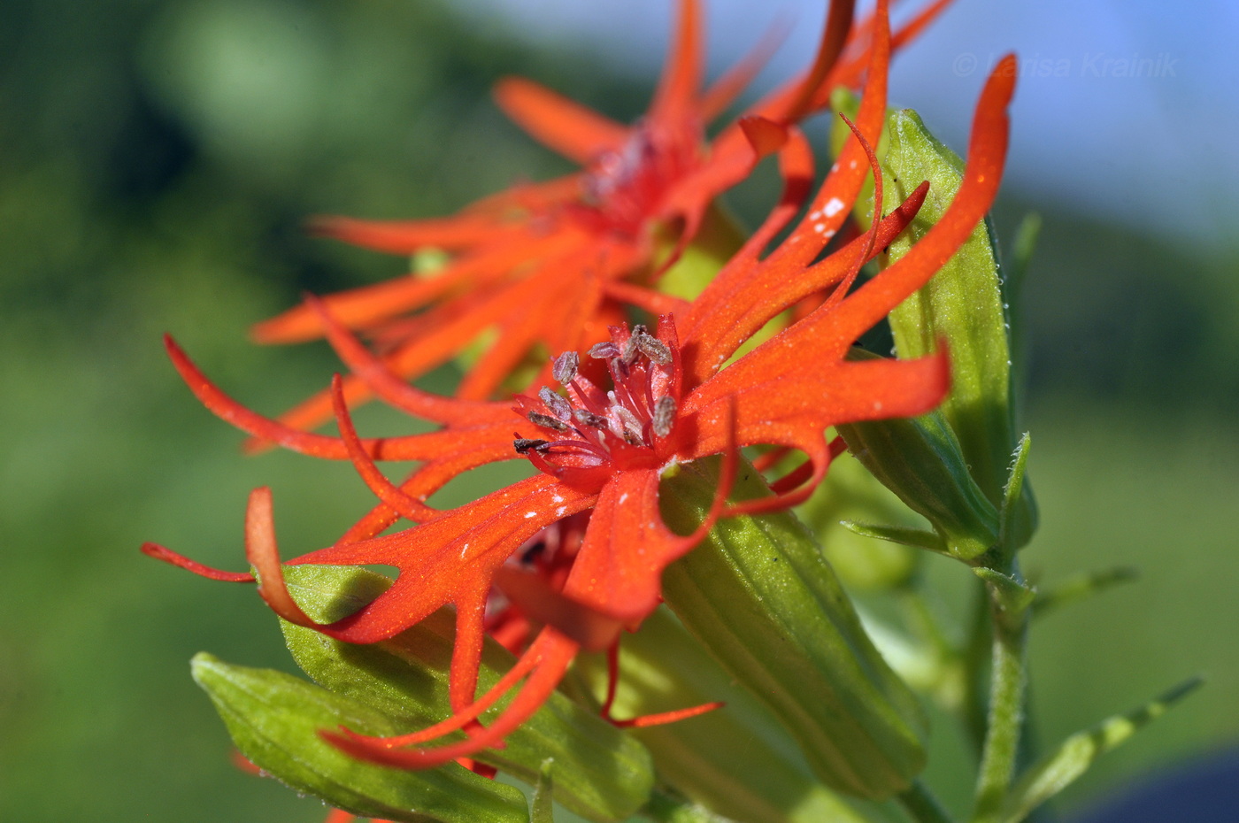 Image of Lychnis wilfordii specimen.
