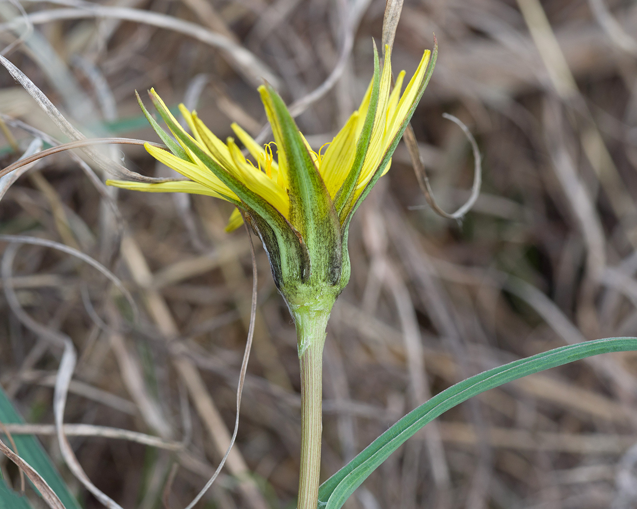 Image of Tragopogon brevirostris specimen.