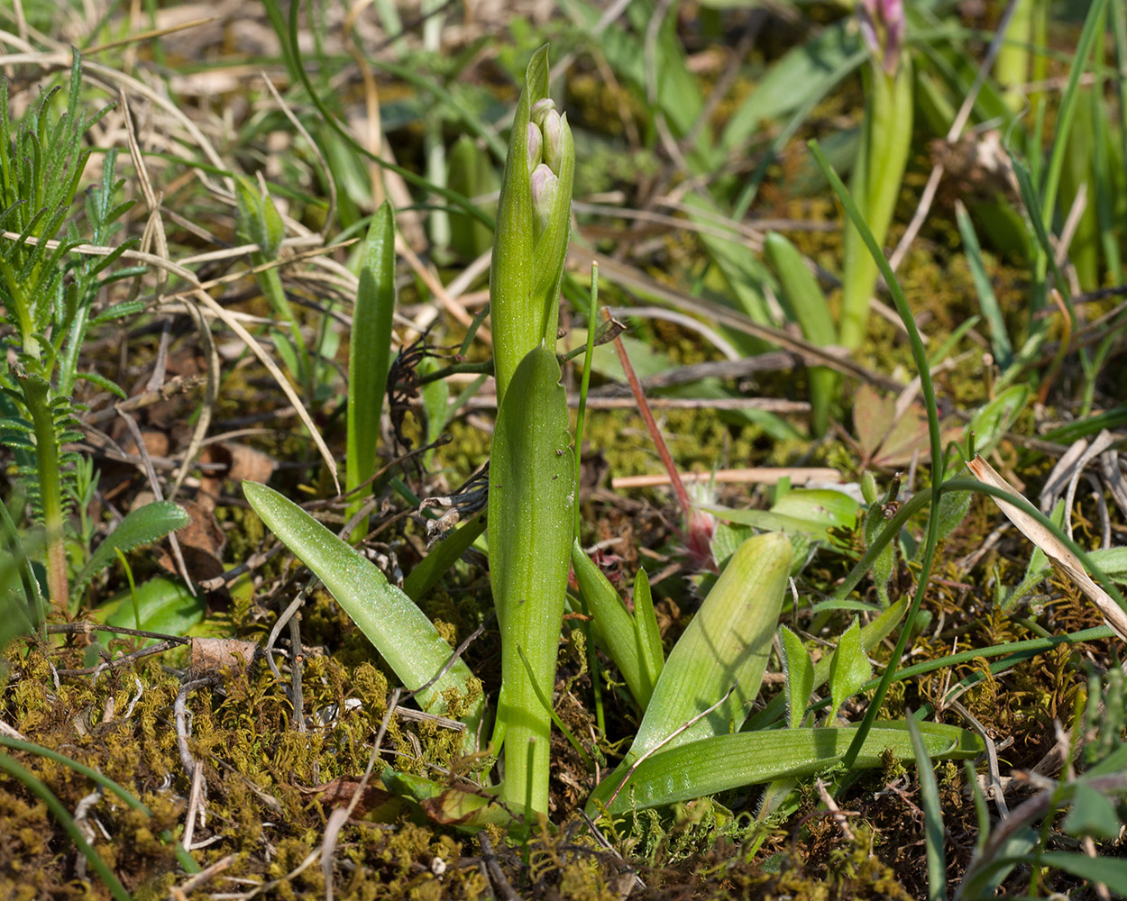 Image of Anacamptis morio ssp. caucasica specimen.