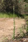 Смотреть изображение Arabis sagittata
