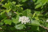 View full-size image Crataegus submollis