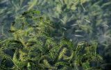 View full-size image Elodea canadensis
