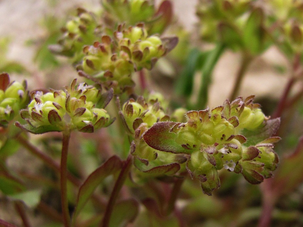 Изображение особи Valerianella turgida.