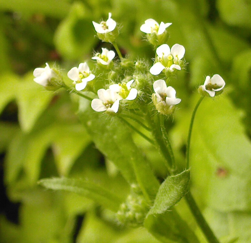 Image of genus Capsella specimen.