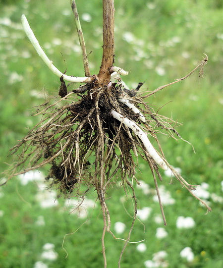 Image of Artemisia integrifolia specimen.