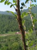 Caragana arborescens