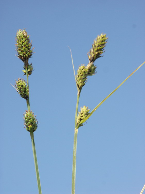 Image of Carex buxbaumii specimen.