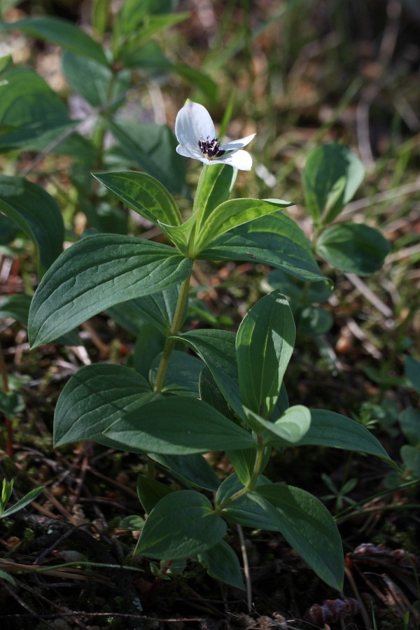 Изображение особи Chamaepericlymenum suecicum.