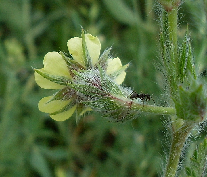 Image of Potentilla obscura specimen.