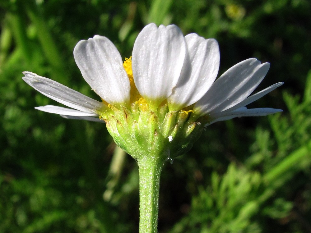 Image of Matricaria recutita specimen.