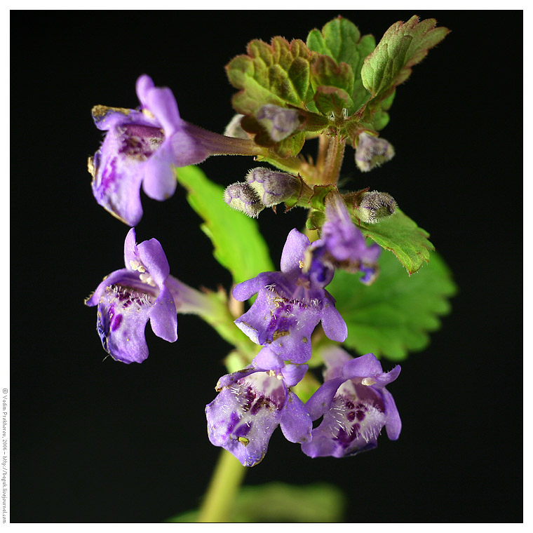 Image of Glechoma hederacea specimen.