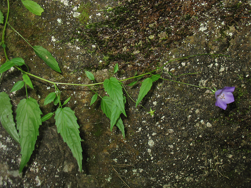 Image of Campanula carpatica specimen.