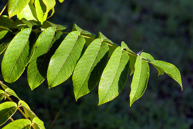 Маньчжурский язык. Орех маньчжурский (Juglans mandshurica). Juglans mandshurica листья. Орех маньчжурский Плантариум. Ясень маньчжурский.