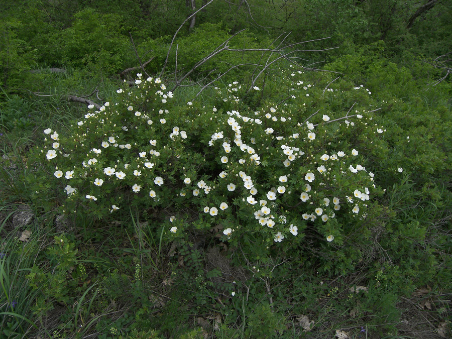 Image of Rosa spinosissima specimen.