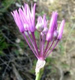 Allium xiphopetalum. Соцветие. Копетдаг, Чули. Май 2011 г.