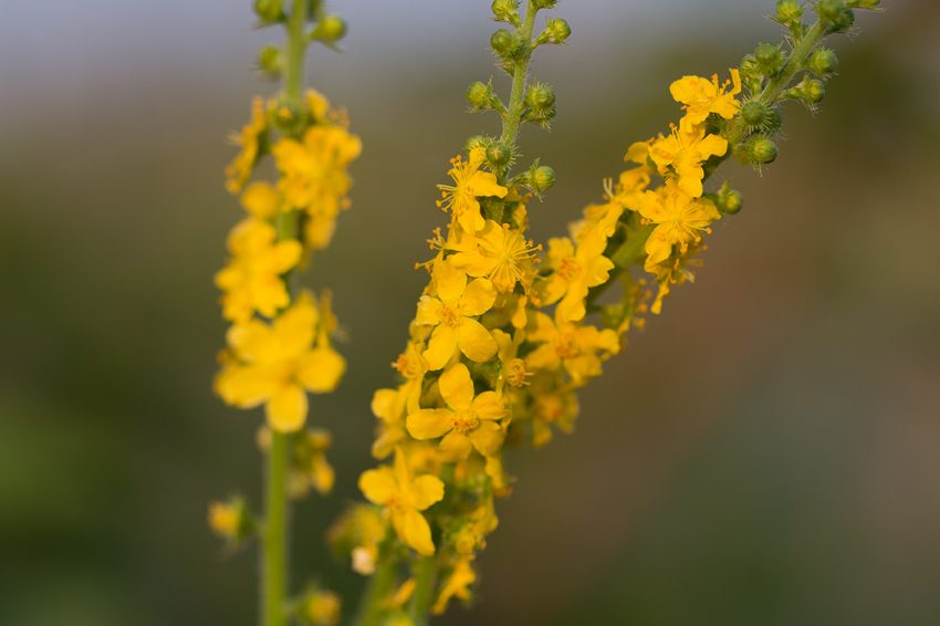 Image of Agrimonia eupatoria specimen.