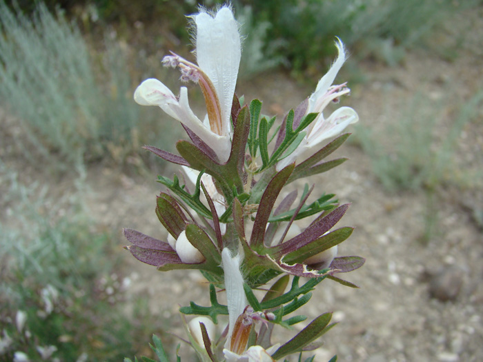 Image of Lagochilus knorringianus specimen.